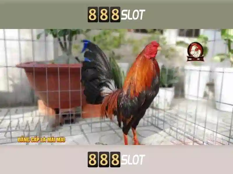 Trải nghiệm Slot đỉnh cao 888SLOT